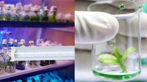 Đèn LED chuyên dụng nhân giống cây dược liệu của Rạng Đông